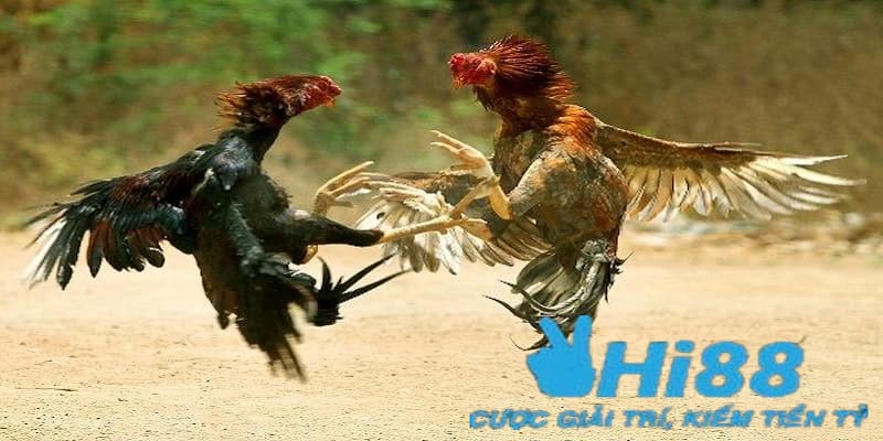 Lối đá gà cưa đè hai cực kịch tính