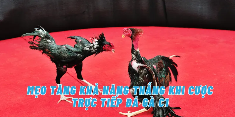 Mẹo Tăng Khả Năng Dự Đoán Và Cơ Hội Đổi Thưởng Khi Xem Đá Gà C1